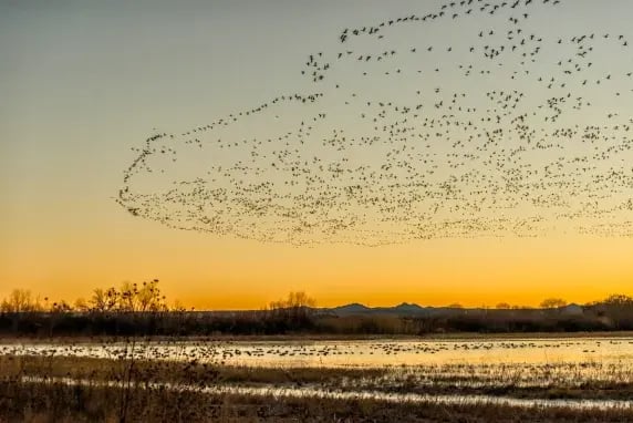 Bird-Friendly Initiatives That Make Flyways Safer for Migrating Birds