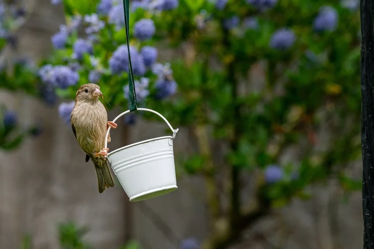 Helping Birds Survive Human-Centric Environments