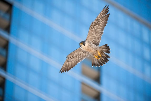 Supporting Bird Conservation Through Innovation