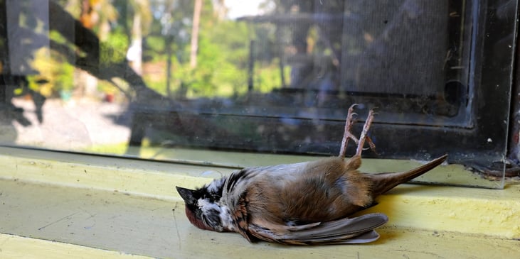 What happens to birds after a glass collision?
